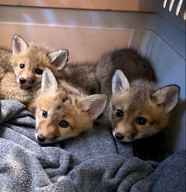 fox-babies1_edited.jpeg